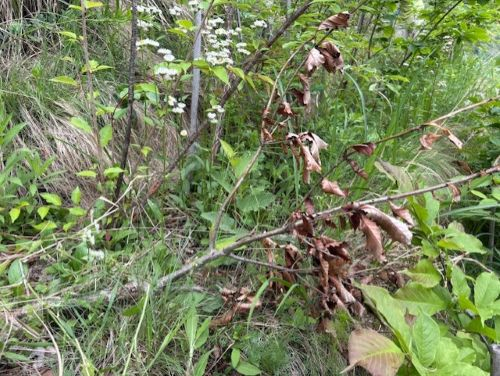 Photo_22