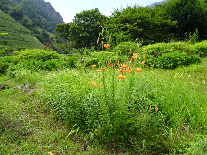 Dsc03481