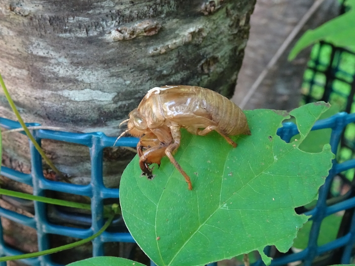 Dsc03667