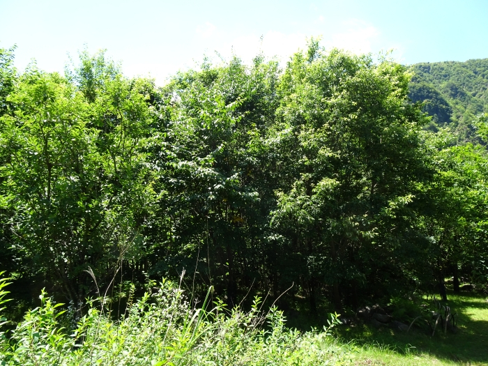 Dsc03677