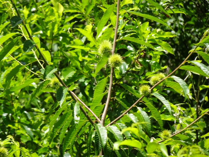 Dsc03704