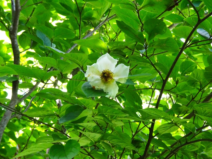 Dsc03710