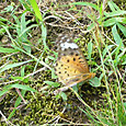 Photo_11