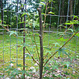 Photo_8