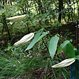 Dsc04338
