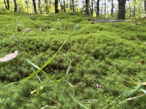 Photo_8