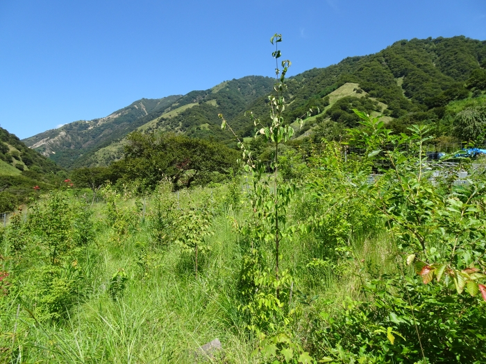 Dsc06115