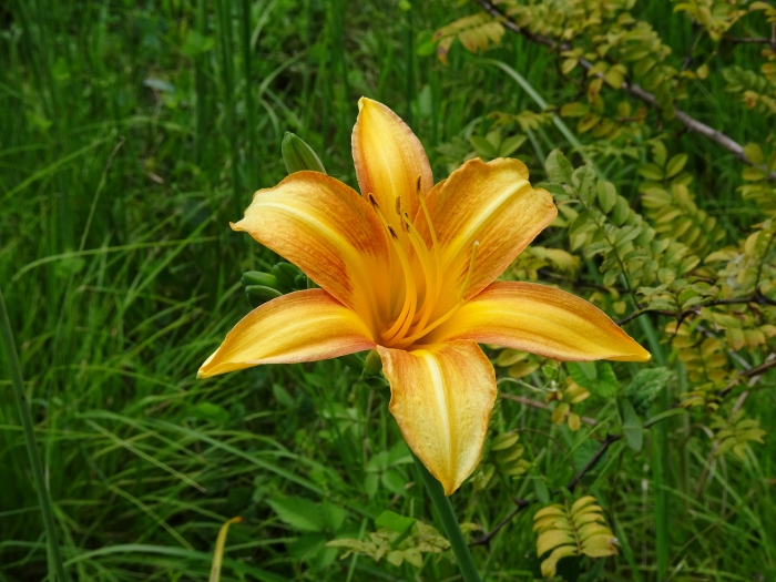 Dsc06247