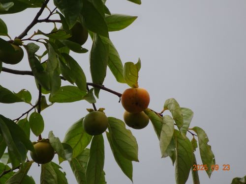 Dsc00606