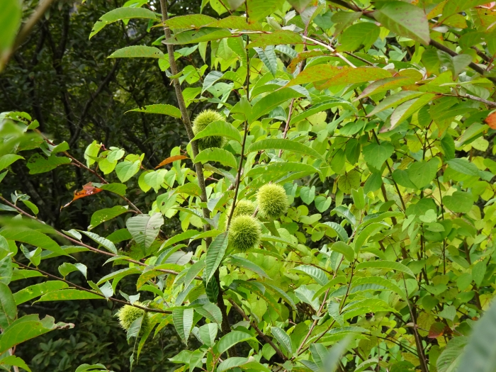 Dsc07203
