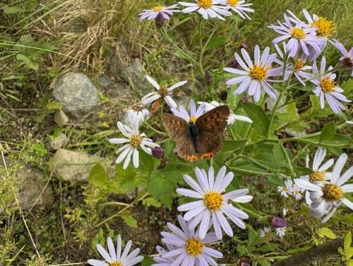 Photo_7