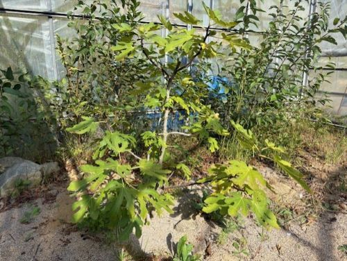 Photo_12
