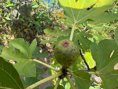 Photo_13