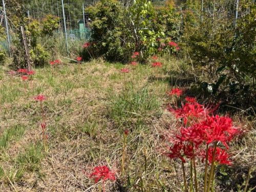 Photo_21