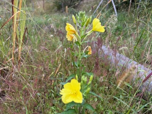 Photo_12