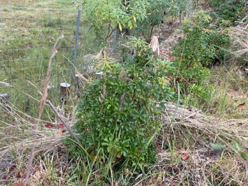 Photo_17