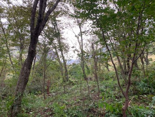 Photo_4