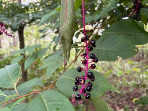 Photo_6