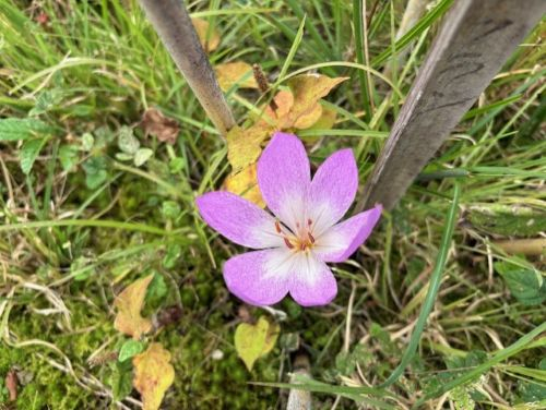 Photo_7
