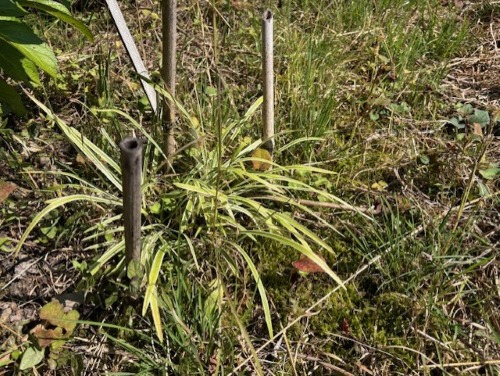 Photo_4