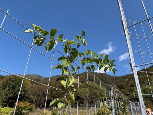 Photo_6