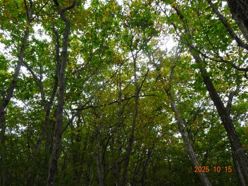 Dsc00617