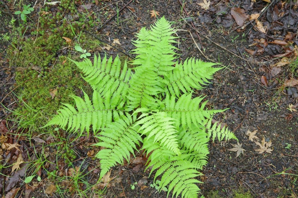 R0008238