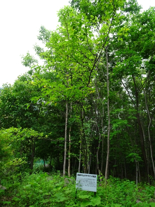 Dsc02337