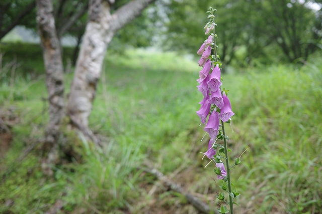 R0008721