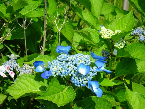 Dsc03102