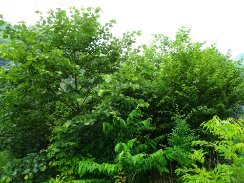 Dsc03317_2