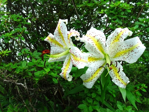 Dsc04032