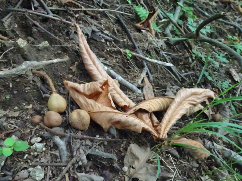 Dsc04059