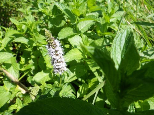 Photo_4