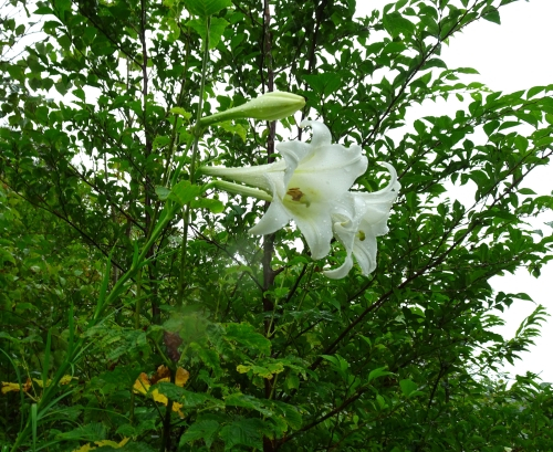 Dsc04903
