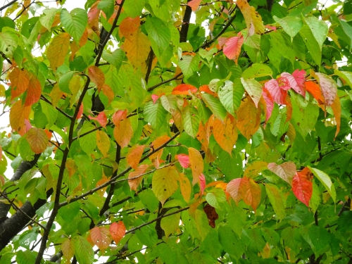 Dsc052551_2 Dsc052551_2
