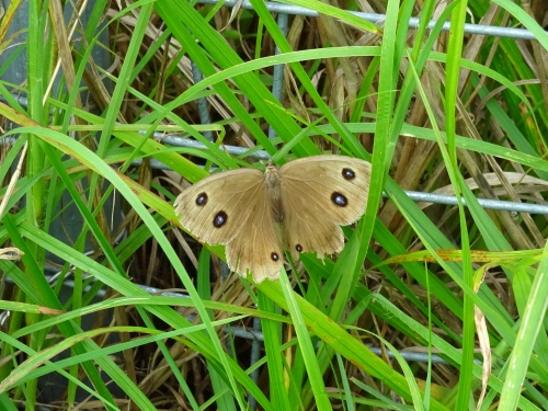 Dsc05305 Dsc05305
