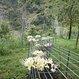 Imgp0135
