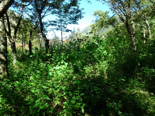 Dsc05600