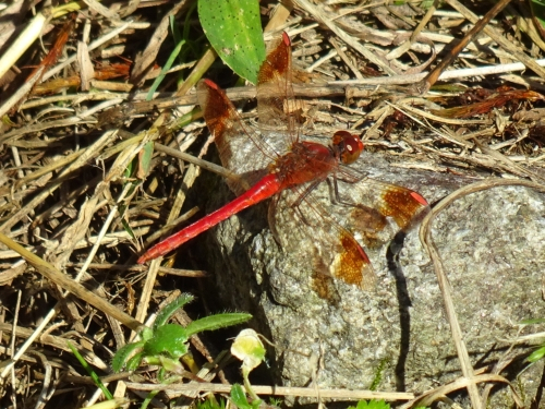 Dsc06705